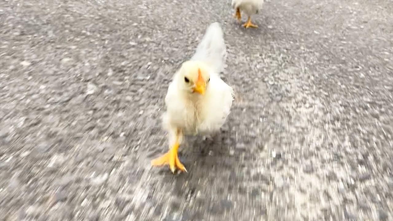 アスファルトを疾走するひよこ