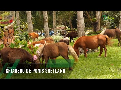 , title : 'Criadero de ponis Shetland - TvAgro por Juan Gonzalo Angel Restrepo'