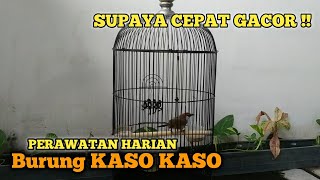 Download lagu HOW TO CARE FOR BIRD CASE CASE QUICKLY GACOR || CASE BIRD CARE || END THE JOKE mp3 Download lagu HOW TO CARE FOR BIRD CASE CASE QUICKLY GACOR || CASE BIRD CARE || END THE JOKE mp3