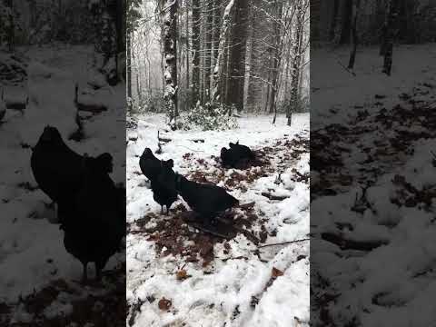 In the forests of Vijlen, Netherlands 🇳🇱❄️⛄️🐓🐔 #shorts