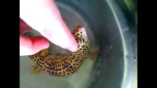 preview picture of video 'Doris the gecko gets a bath.'