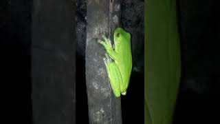 Download lagu kodok warna hijau ala papua mp3 Download lagu kodok warna hijau ala papua mp3