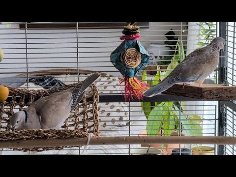 Petdove Skippy from cooing to bathing and going in the sandbox and Ellis preening! (tame doves)
