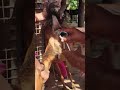Goat Artificial Insemination AI