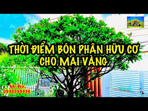 @Chăm sóc Mai vàng - Thời điểm bón phân hữu cơ cho cây mai