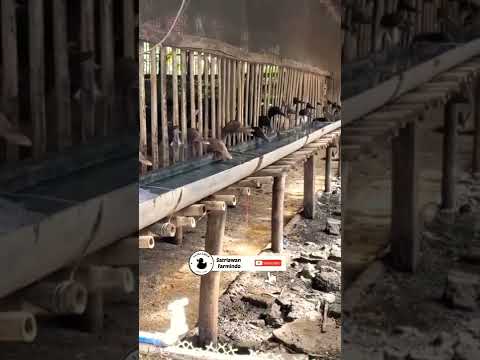 Kandang Bebek Sistem Panggung agar bebek selalu kering & sehat serta tidak bau