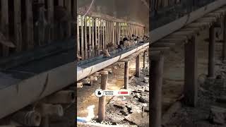 Download lagu Kandang Bebek Sistem Panggung agar bebek selalu kering & sehat serta tidak bau mp3