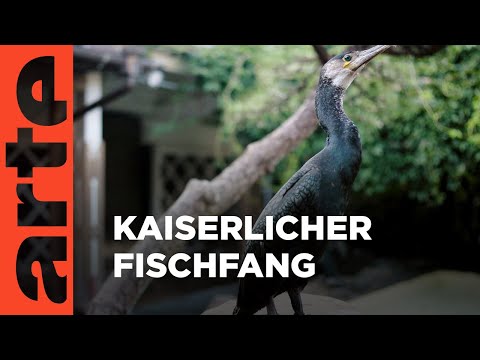 Der Kormoranfischer des Kaisers | ARTE Family