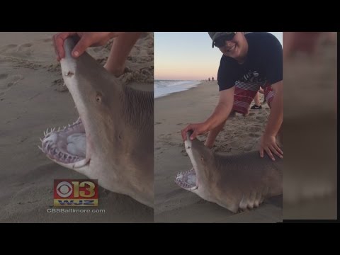 Teens Catch And Release 2 Sharks Near Ocean City Beach