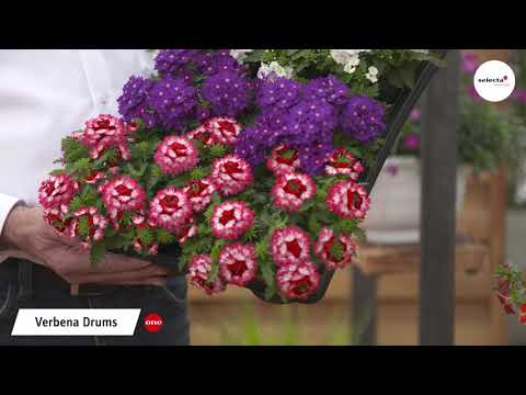 Verbenen-Serie Drums®