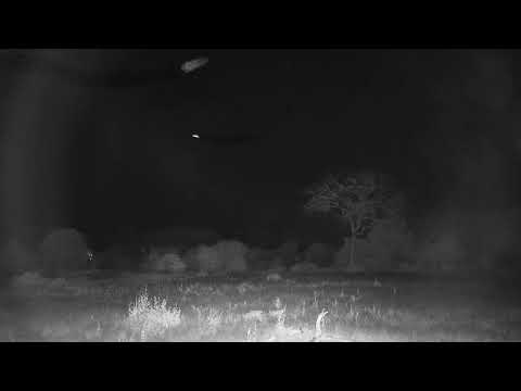 Djuma Private Game Reserve Live Stream