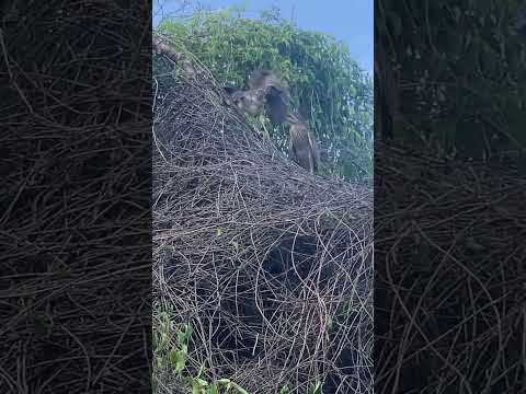 Natureza muito top Laranjal-MG #minasgerais #nature #animals #passaros