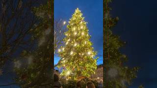 🇫🇷ストラスブール.Xmas tree show🎄