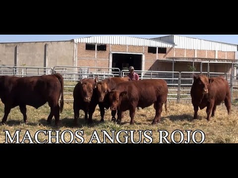 Red Angus males from the Bonanza Angus Sale