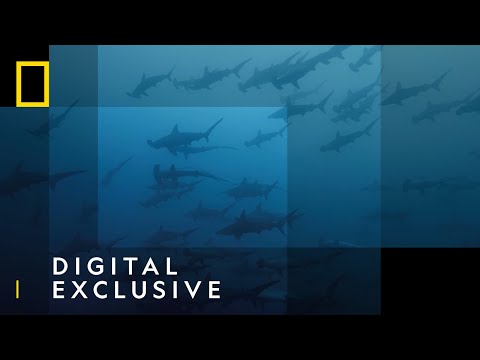 Catch and Release | Sharkfest | National Geographic Wild UK