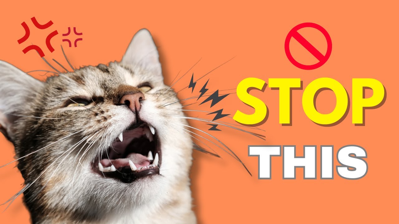 Why do cats meow at night?