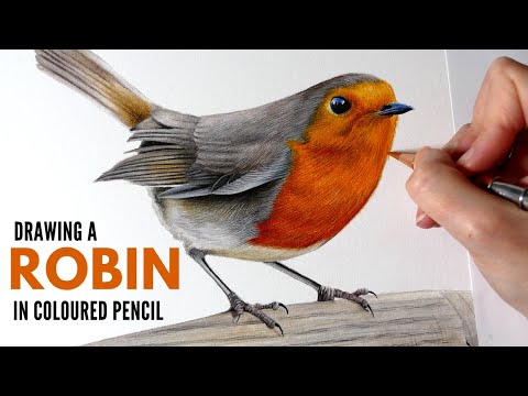 Drawing a Robin in Colored Pencil & Watercolor Pencil | Bird Drawing | Wildlife Drawing
