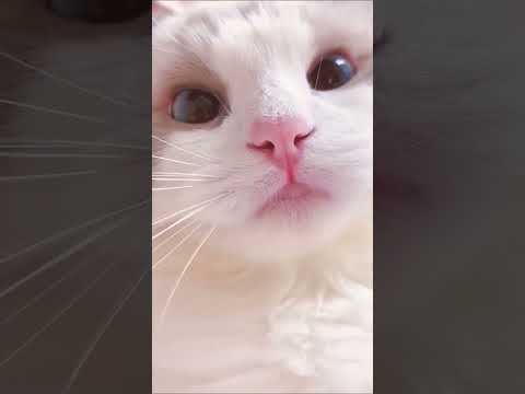 myav myav cute baby #cat