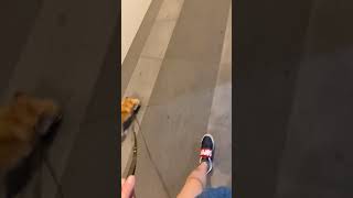 ただの深夜犬の散歩です