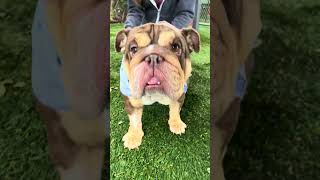 Video preview image #1 Bulldog Puppy For Sale in Pasadena, CA, USA
