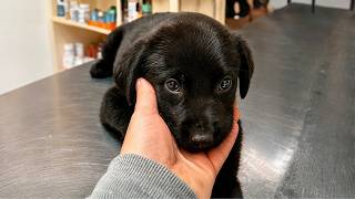 Rescue of an Abused Puppy that was Caged without Food or Water