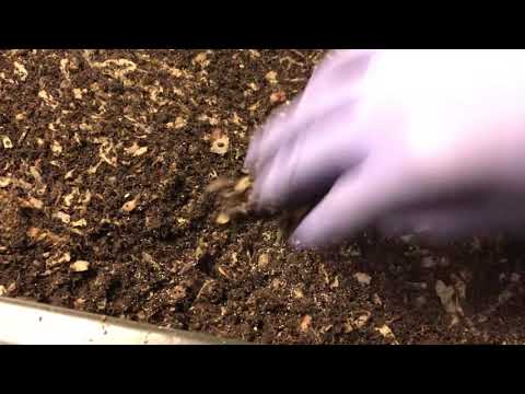 Scraps Burrito Mid-Week Peek: Worm Factory 360