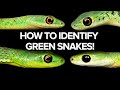 HOW TO IDENTIFY GREEN SNAKES STEP BY STEP