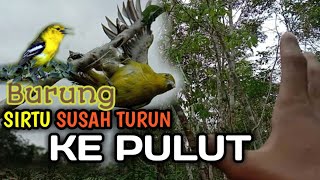 Download lagu Mikat Sirtu yang susah Turun ke pulut || coba gunakan cara ini mp3