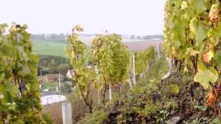 preview picture of video 'Les Vignes d'Haillicourt'