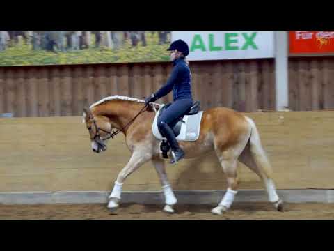 Belantis -Decksaison 2022 im Haflinger Gestüt Meura