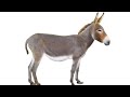 Donkey Sound