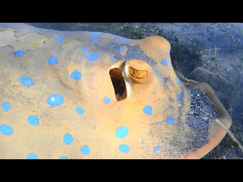 RED SEA - EGYPT 160 : SHONI BAY 2025-2