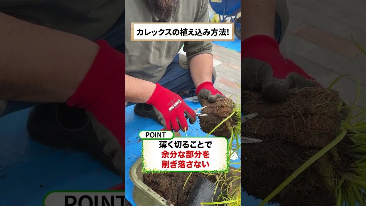 【初心者必見】カレックスの植え込み完全ガイド！お庭のオシャレ度爆上がり！