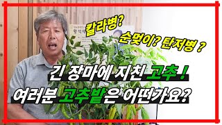 긴 장마에 고추가 지쳐가고 있습니다. 바이러스 피해 함께 알아봅시다.