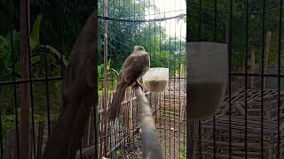 Download lagu BAKALAN IKUT BUNYI❗❗❗SUARA BURUNG TRUCUKAN MEMANGGIL LAWAN GACOR❗❗❗ mp3