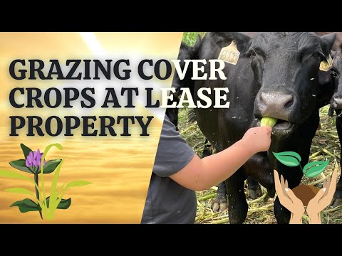 Grazing cover that was used as mother crop.