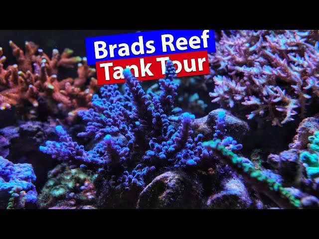 Saltwater Tank Tour - Beautiful Saltwater Aquarium in 4k and an update on the Focus 1