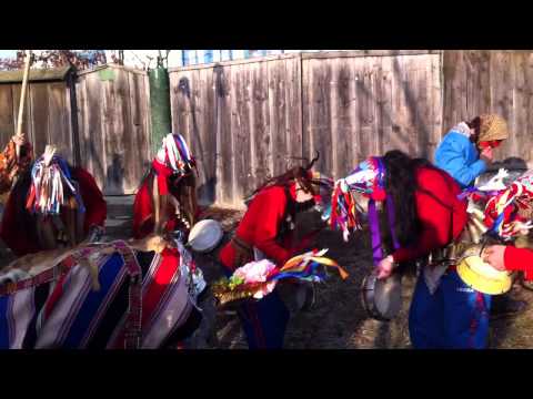 cerbul din crivesti 31.12.2011