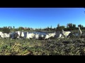 Ring Billed Gull Feeding Frenzy