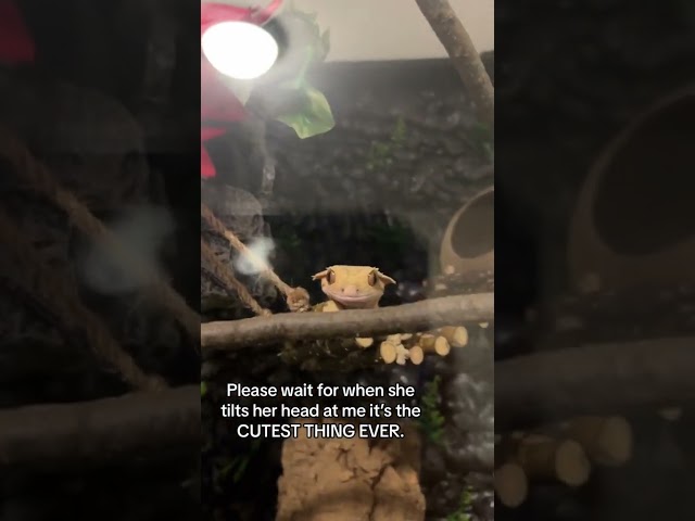 Vídeo relacionado con Nekton Crested Gecko, 1er Pack (1 x 0.1 kilograms), s