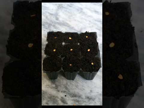 🌶️ From Seed to Spice: How to Grow Chili Peppers | Easy Step-by-Step Guide