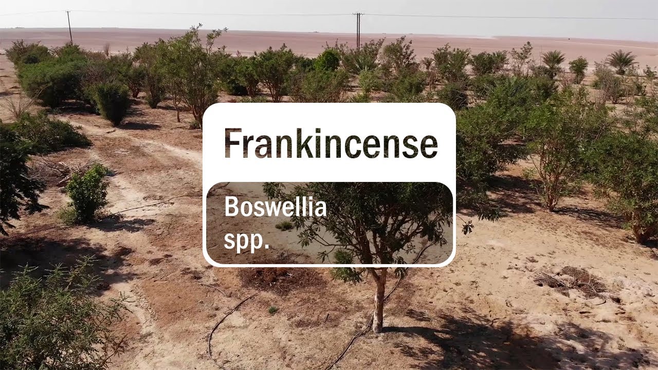 Uleiul esential de tamaie