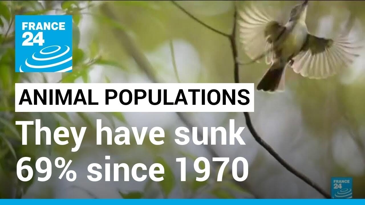 Global wildlife report: Animal populations have sunk 69% since 1970 (WWF) • FRANCE 24 English