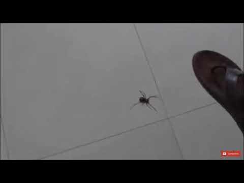 This will happen if you kill a pregnant spider 🕷