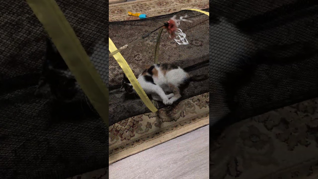 Boudica, a Adoptable Calico in Cedars, PA video 2/5