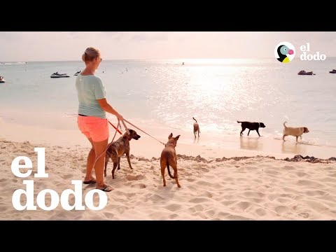 You can save a dog's life by taking a vacation | The Dodo