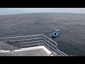 CAUGHT ON CAMERA Dog Lost At Sea In Kayak Rescued By Skipper Crewman In U K