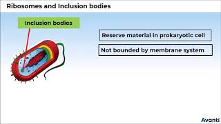 7. 11B08.2 CV3 Ribosomes and Inclusion Bodies