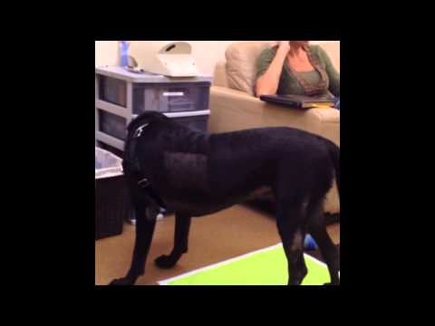 How Do You Use the Treat & Train? Shaping a Down During a Behavior Consult