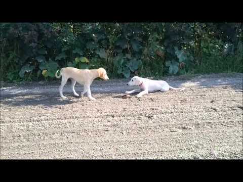 Saluki-babies on the move